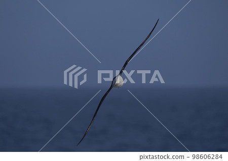 Black-browed Albatross in flight Black-browed Albatross in flight 98606284