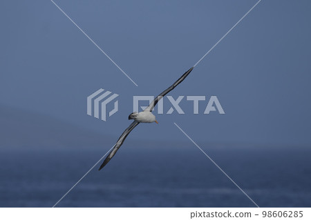 Black-browed Albatross in flight 98606285