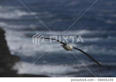 Black-browed Albatross in flight 98606289