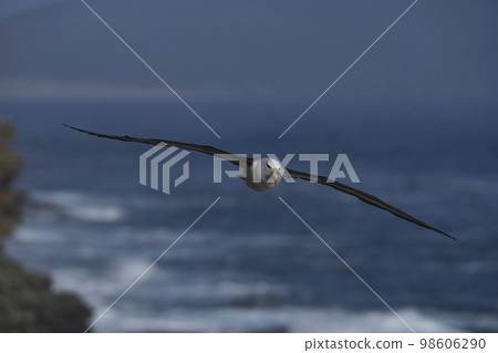 Black-browed Albatross in flight 98606290