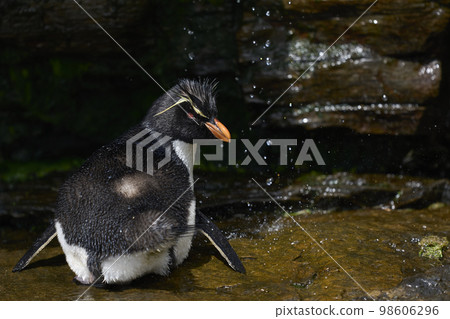 Rockhopper Penguin taking a shower Rockhopper Penguin taking a shower 98606296