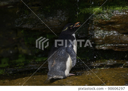 Rockhopper Penguin taking a shower 98606297