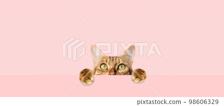 Red cat peeks curiously from behind a pink background 98606329
