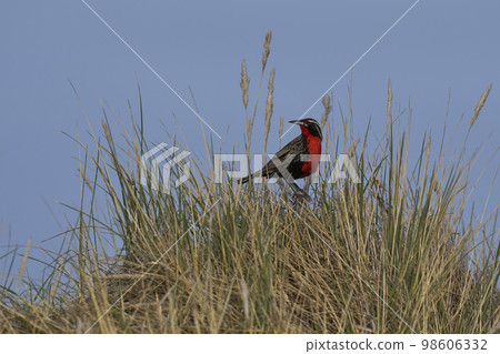 Long-tailed Meadowlark 98606332