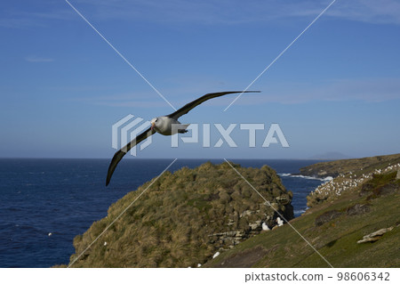 Black-browed Albatross in flight 98606342