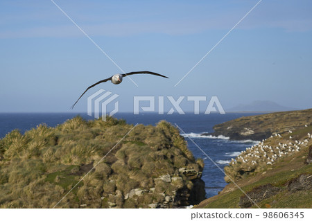 Black-browed Albatross in flight 98606345