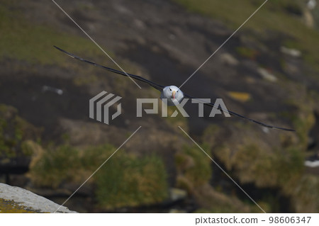Black-browed Albatross in flight 98606347