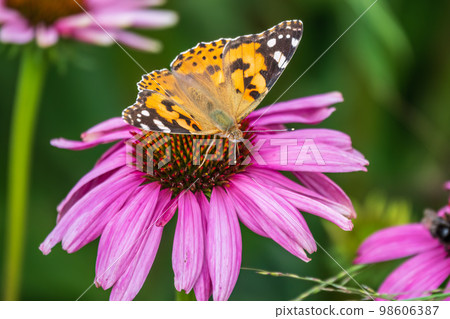 Beautiful butterfly painted lady or Vanessa cardui sitting on purple Echinacea flower in the summer. Close up. Macro. Beautiful butterfly painted lady or Vanessa cardui sitting on purple Echinacea flower in the summer. Close up. Macro. 98606387