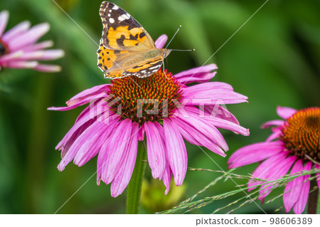 Beautiful butterfly painted lady or Vanessa cardui sitting on purple Echinacea flower in the summer. Close up. Macro. Beautiful butterfly painted lady or Vanessa cardui sitting on purple Echinacea flower in the summer. Close up. Macro. 98606389
