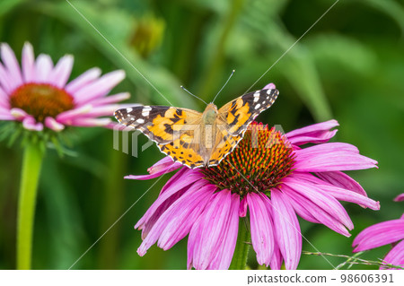 Beautiful butterfly painted lady or Vanessa cardui sitting on purple Echinacea flower in the summer. Close up. Macro. Beautiful butterfly painted lady or Vanessa cardui sitting on purple Echinacea flower in the summer. Close up. Macro. 98606391