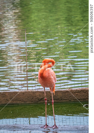 The American flamingo Phoenicopterus ruber standing in water on lake shore 98606397