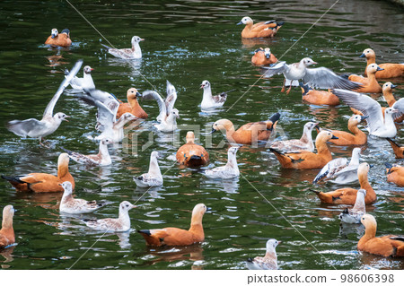 A flock of shelducks and seagulls swim in the water 98606398