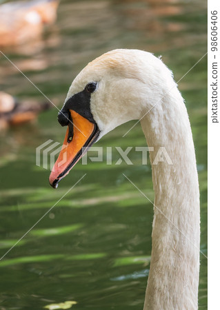 Portrait of a graceful white swan with long neck on dark water background. 98606406