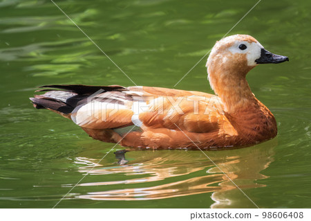 Ruddy Shelduck, or red duck, lat. Tadorna ferruginea, swimming on a lake. Ruddy Shelduck, or red duck, lat. Tadorna ferruginea, swimming on a lake. 98606408