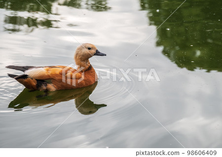 Ruddy Shelduck, or red duck, lat. Tadorna ferruginea, swimming on a lake. Ruddy Shelduck, or red duck, lat. Tadorna ferruginea, swimming on a lake. 98606409