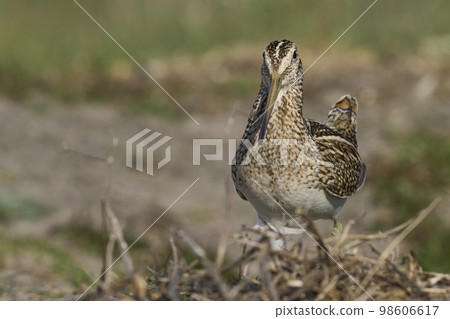 Magellanic Snipe 98606617