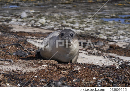 Southern Elephant Seal pup 98606633