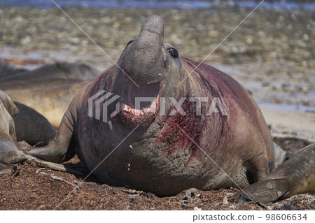 Battle scarred male Southern Elephant Seal Battle scarred male Southern Elephant Seal 98606634