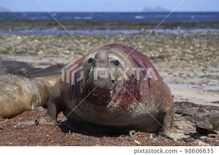 Battle scarred male Southern Elephant Seal Battle scarred male Southern Elephant Seal 98606635