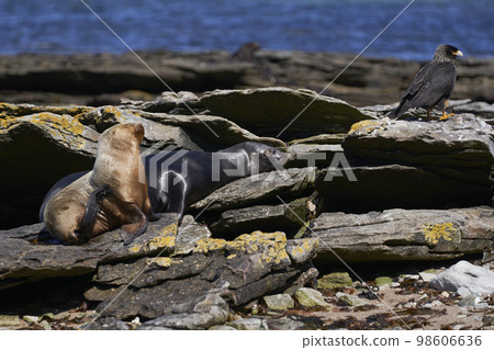 Striated Caracara and Southern Sea Lion Striated Caracara and Southern Sea Lion 98606636