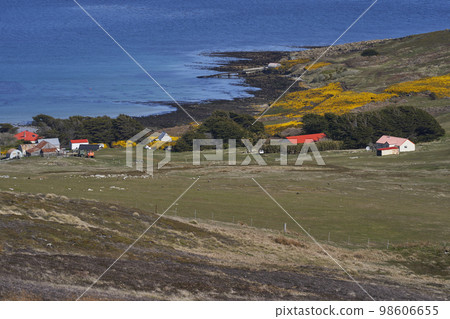 Carcass Island Settlement 98606655