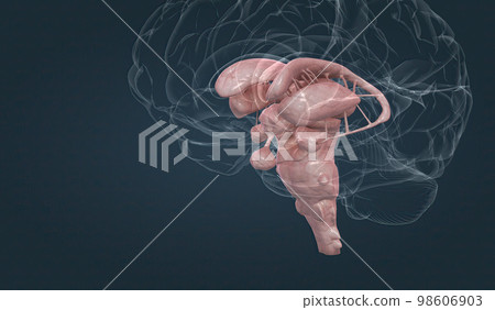 The brainstem is the posterior stalk-like part of the brain that connects the cerebrum with the spinal cord. 98606903