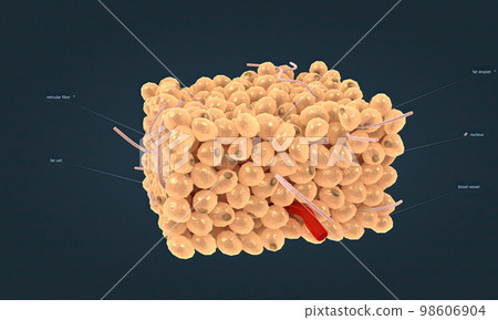 White adipose tissue is one of two types of adipose tissue found in mammals. 98606904