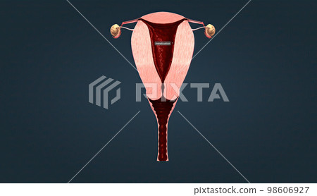 The menstrual cycle in the female reproductive organ 98606927