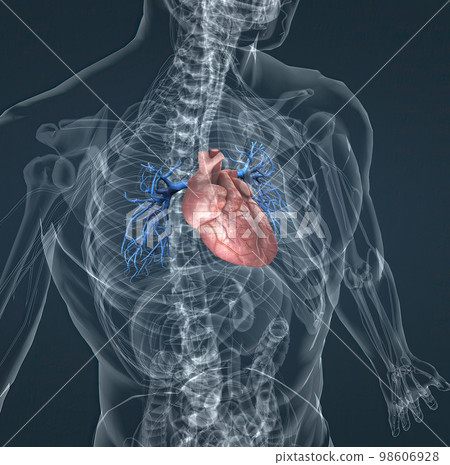 The blood vessels of the pulmonary circulation are the pulmonary arteries and the pulmonary veins 98606928