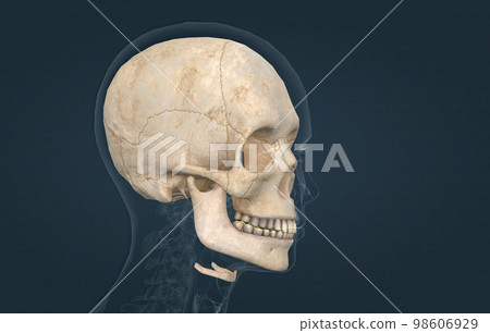The female skull is a bone protective cavity for the brain 98606929