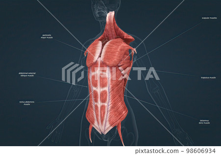 Female Trunk muscles are the muscles that cover the trunk 98606934