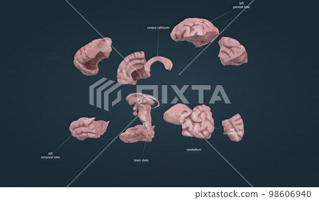 Parts of the human brain. Separated parts. Parts of the human brain. Separated parts. 98606940