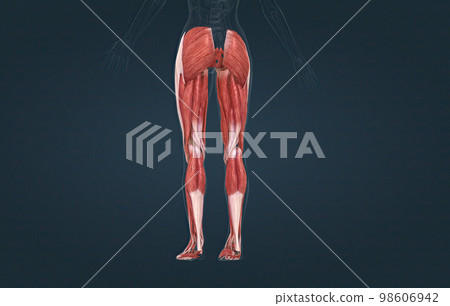 Female muscles of the lower limb 98606942