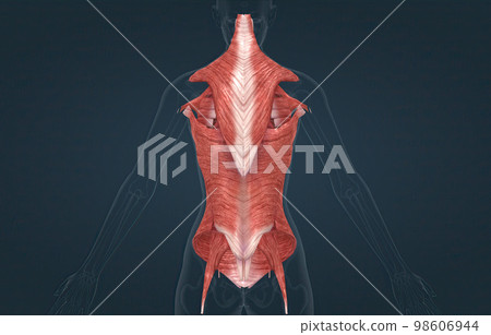 Female Trunk muscles are the muscles that cover the trunk 98606944