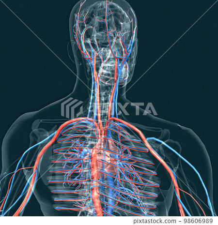 The circulatory system consists of blood vessels that carry blood to the heart. The circulatory system consists of blood vessels that carry blood to the heart. 98606989