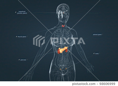 The hormonal system has various glands that release different hormones. The hormonal system has various glands that release different hormones. 98606999