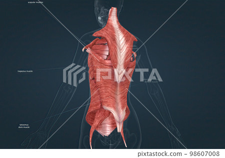 Female Trunk muscles are the muscles that cover the trunk 98607008