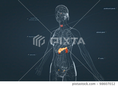 The hormonal system has various glands that release different hormones. The hormonal system has various glands that release different hormones. 98607012