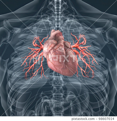 The blood vessels of the pulmonary circulation are the pulmonary arteries and the pulmonary veins The blood vessels of the pulmonary circulation are the pulmonary arteries and the pulmonary veins 98607014