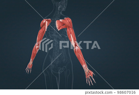 Female the pectoralis major, latissimus dorsi, deltoid, and rotator cuff muscles connect to the humerus and move the arm Female the pectoralis major, latissimus dorsi, deltoid, and rotator cuff muscles connect to the humerus and move the arm 98607016