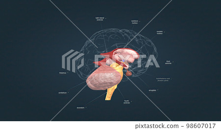 Anatomy of the basal ganglia Anatomy of the basal ganglia 98607017