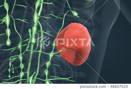 The spleen is a small organ inside your left rib cage, just above the stomach. 98607020