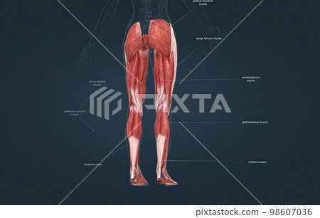Female muscles of the lower limb 98607036