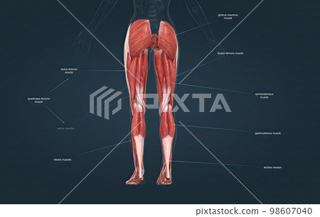 Female muscles of the lower limb 98607040