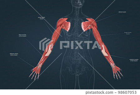 Female the pectoralis major, latissimus dorsi, deltoid, and rotator cuff muscles connect to the humerus and move the arm 98607053