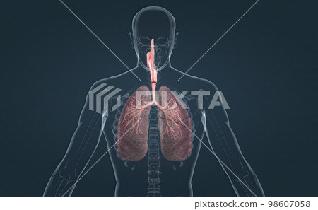 The respiratory system is the network of organs and tissues that help you breathe. The respiratory system is the network of organs and tissues that help you breathe. 98607058