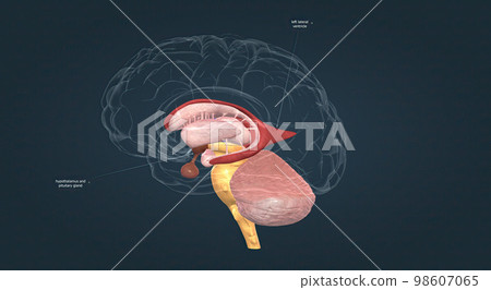 Anatomy of the basal ganglia Anatomy of the basal ganglia 98607065