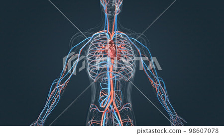 circulatory system or cardiovascular system 98607078