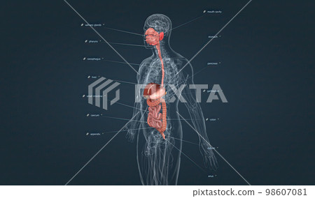 The gastrointestinal tract is essentially a tube that extends from the mouth to the anus. The gastrointestinal tract is essentially a tube that extends from the mouth to the anus. 98607081