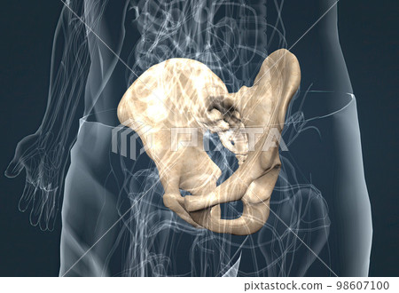 Human anatomy of the pelvic girdle Human anatomy of the pelvic girdle 98607100